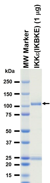 The purity was assessed by SDS-PAGE/CBB staining.